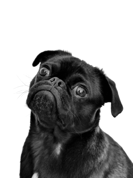 Brown dog with collar looking hopeful - Support SPCA Fiji